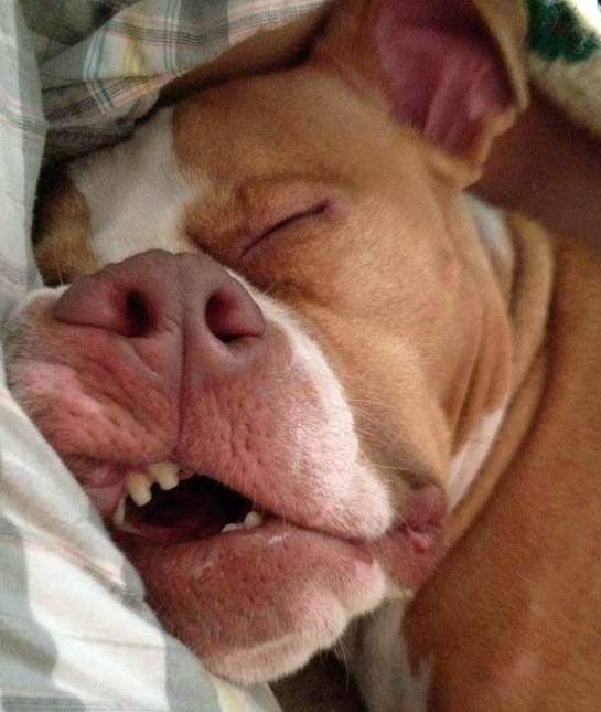 Все животные во сне выглядят мило, беззащитно и даже смешно.