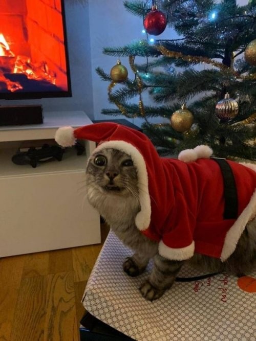 Забавные животные, которые вызовут у вас улыбку