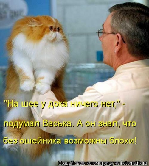 Котоматрица