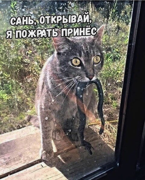 Котопост