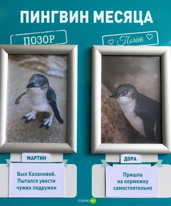 Новозеландский океанариум показал "доску позора" своих пингвинов