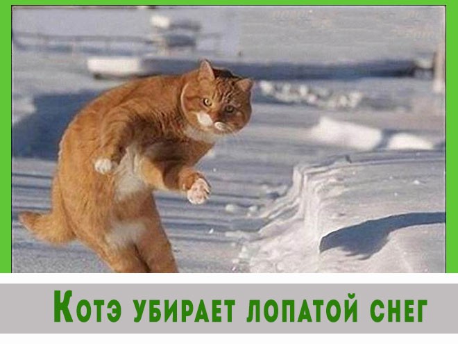 Котэ готовятся к съемкам в блокбастере.