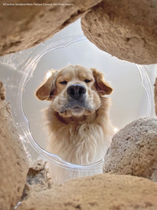 Работы финалистов конкурса "The Mars Petcare Comedy Pet Photo Awards 2020"