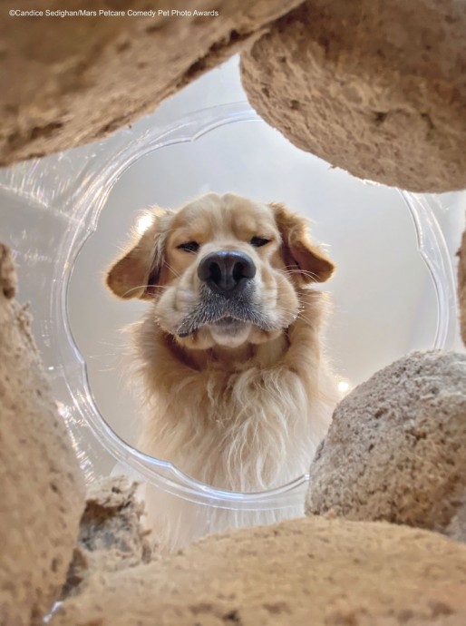 Работы финалистов конкурса "The Mars Petcare Comedy Pet Photo Awards 2020" Работы финалистов конкурса "The Mars Petcare Comedy Pet Photo Awards 2020"
