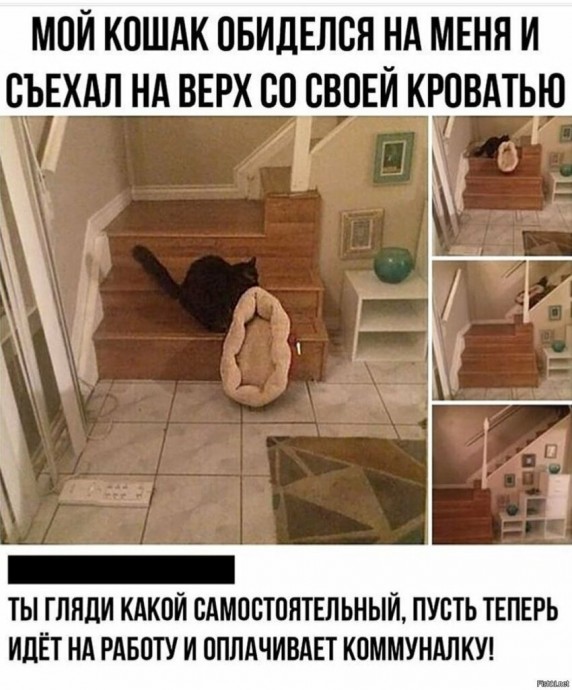 Когда поссорился с котом