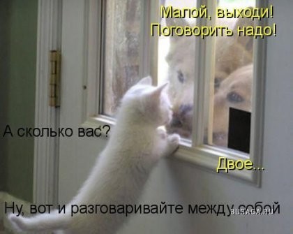 Кошачья жизнь