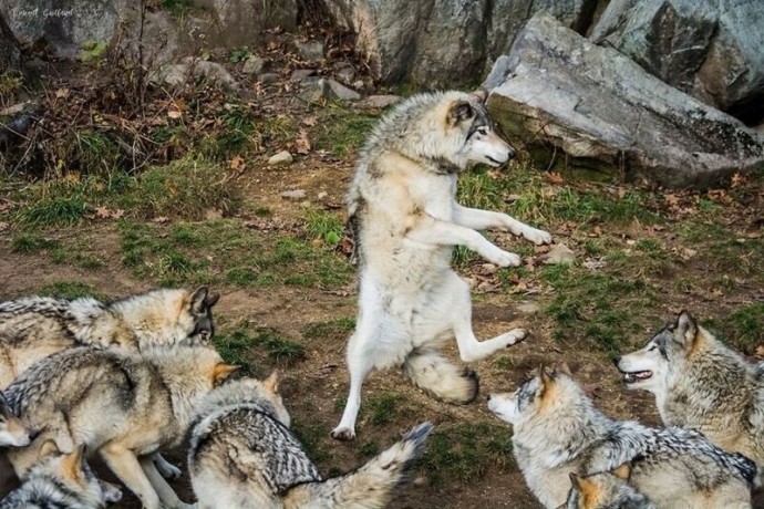 Лучшие смешные фотографии
