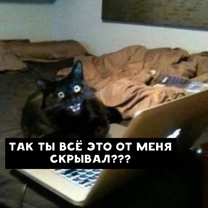 О чем гуглят коты