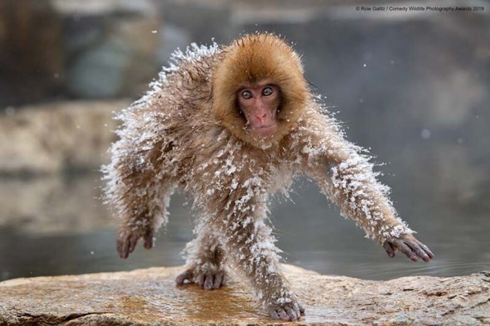 Претенденты на звание "Самая смешная фотография с животными-2019"