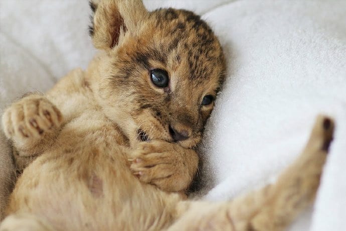 Симба в реальной жизни