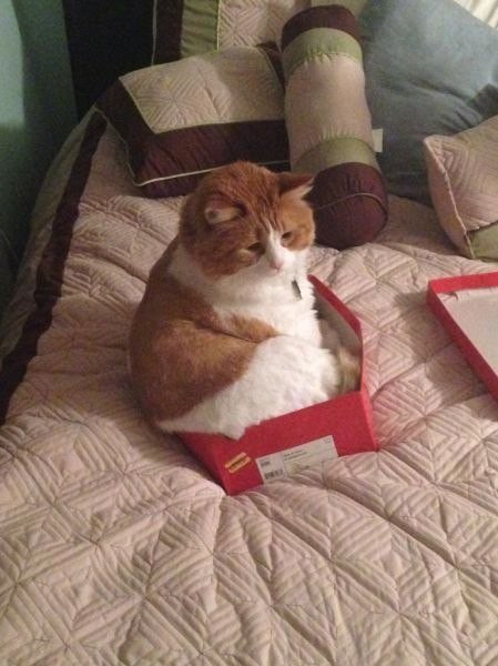 Коты любят коробки, потому что те похожи на капсулы, в которых они были спущены на Землю.
