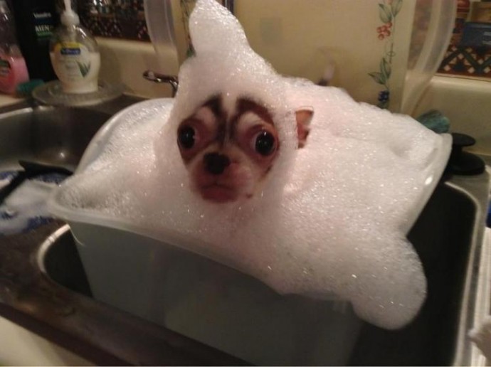 Любимые зверушки принимают ванну