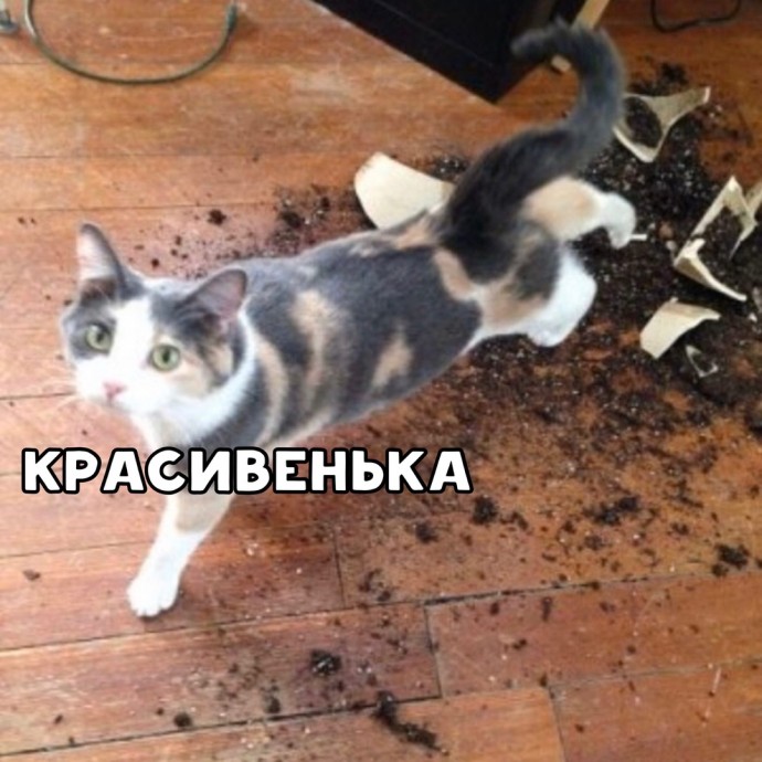 Я кот, я так вижу