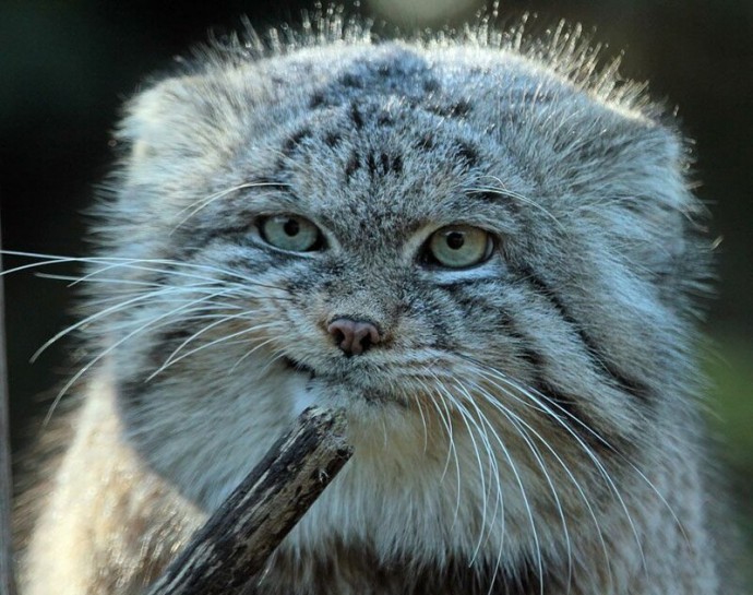 Манул — самая фотогеничная кошка в мире