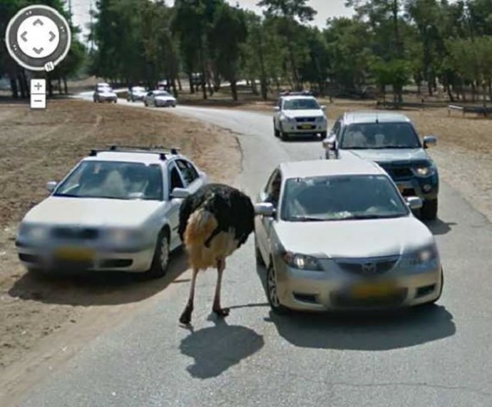 Смешные животные, которые случайно попали на уличные фото Google