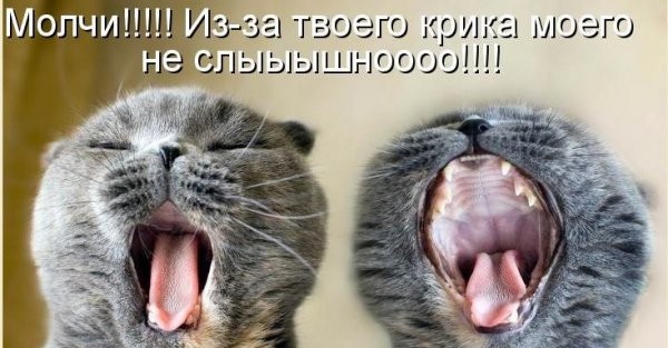 Занимательные котоматрицы