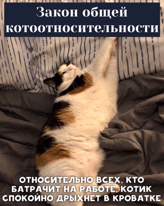 8 основных законов котиков