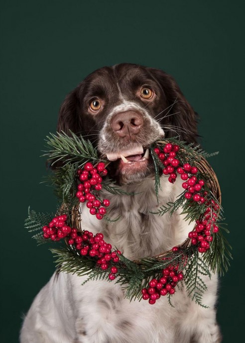 Фотографии собак, которые готовы праздновать Новый год прямо сейчас