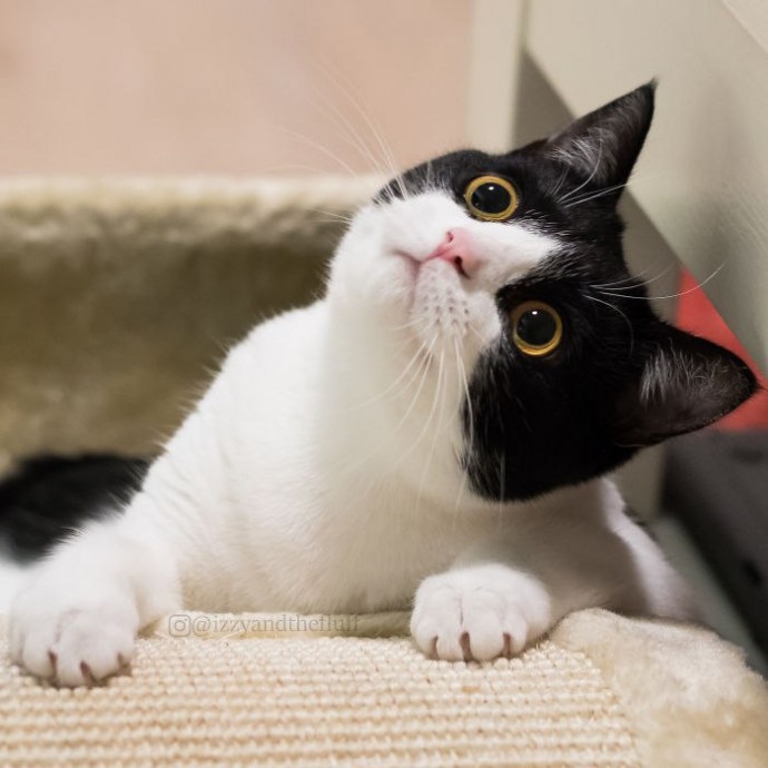 Кошка с совиными глазами и выразительным выражением морды.