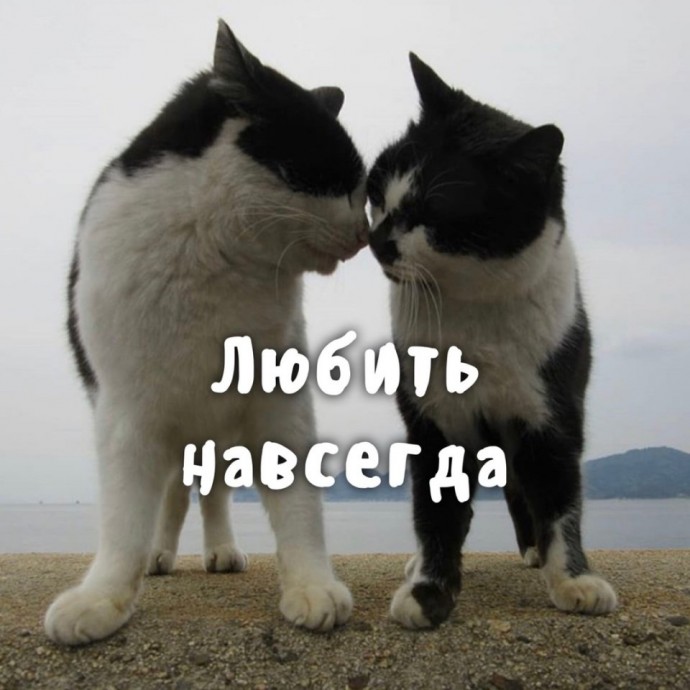 Котики умеют