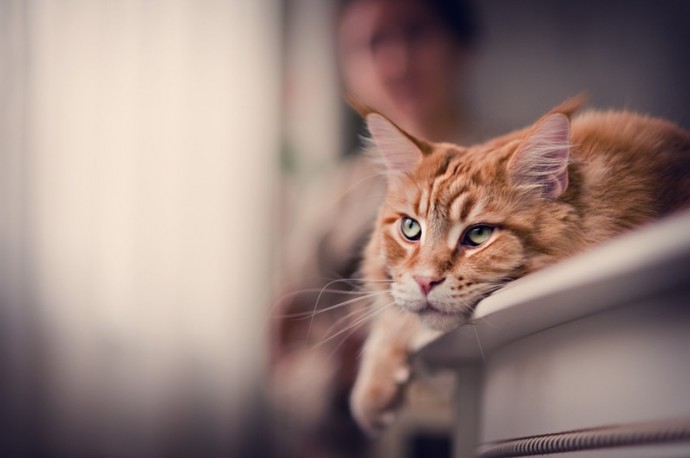 Мегапозитив: Веселая история о дрессуре котиков и их хозяев