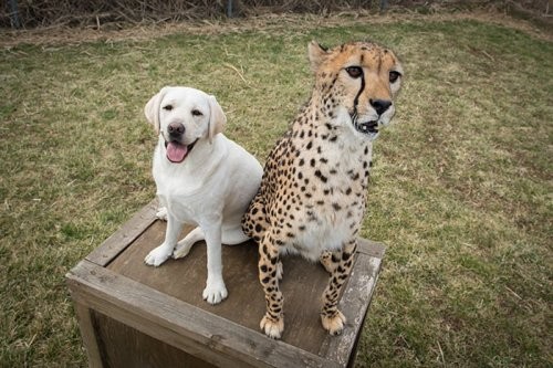 На самом деле гепарды очень робкие существа, и им в компаньоны дают собак