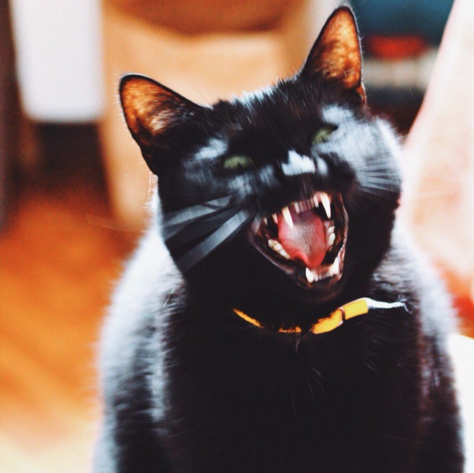 Весь процесс зевания кошки