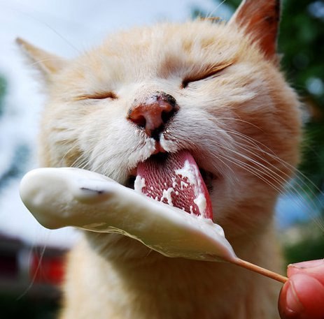 Котики, которые никак не дождутся летнего зноя