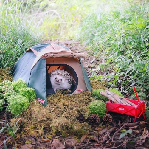 Не каждый может променять уютный дом на палатку, отправившись отдыхать на природу!