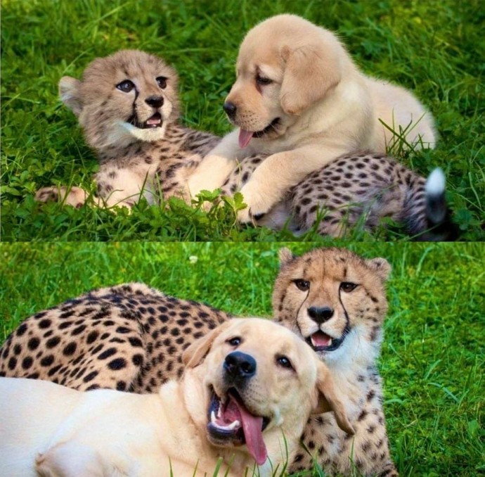 Прелестные фотографии дружбы животных