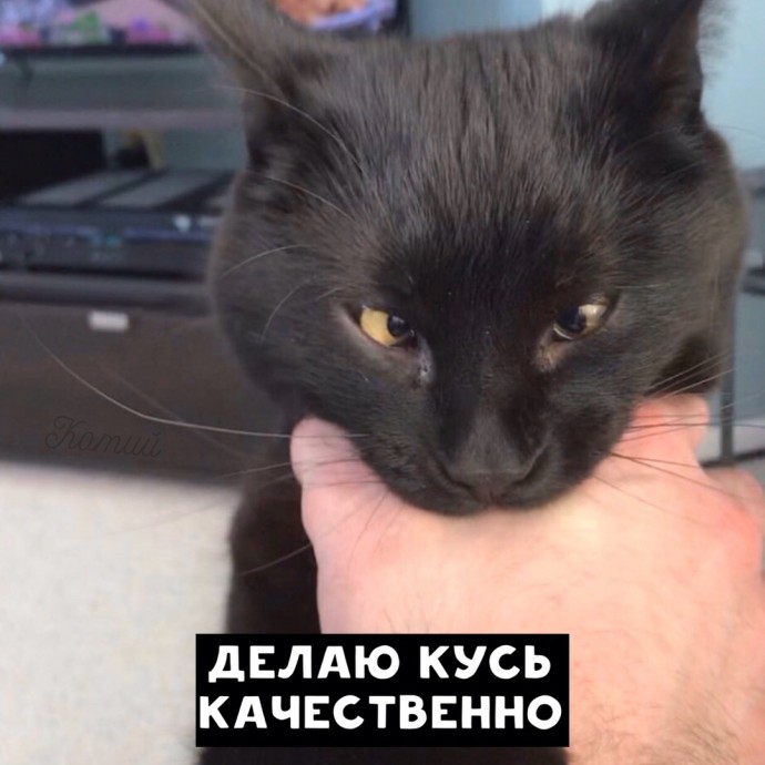 Резюме от котиков