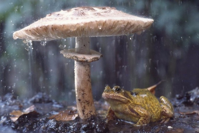 Животные имеют свои способы, как спрятаться от дождя…