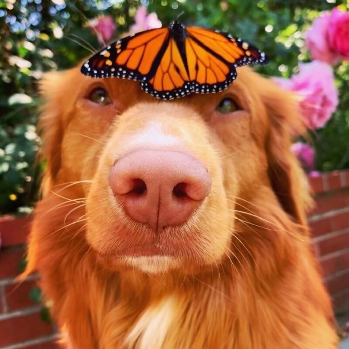 Чудо-пес, который дружит с бабочками