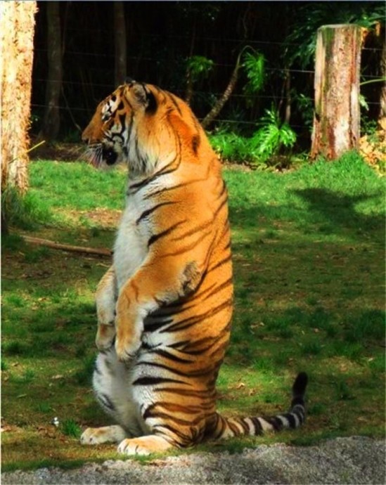 Когда у тигров харизмы больше, чем у многих актеров