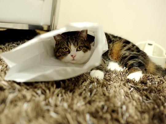 Кот Мару и его дикая любовь к коробкам.
