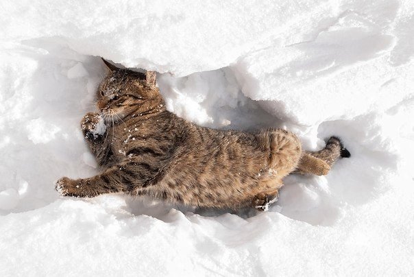 Редкие кадры котов, которые радуются снегу