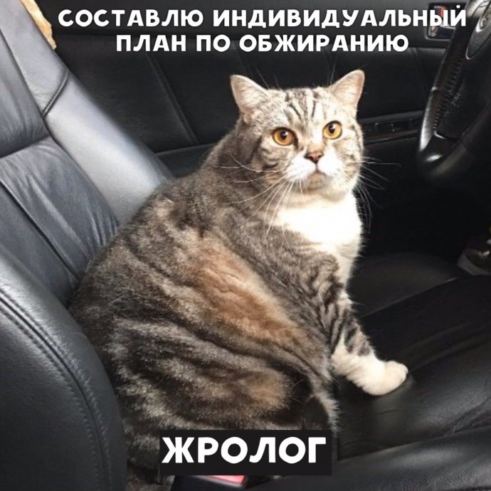 Если бы котики были врачами