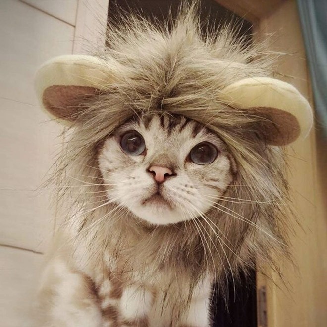 Не все котики мечтают стать львами...