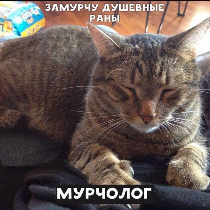 Котейки - это настоящие профессионалы