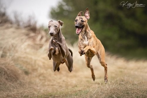 "Летающие" от счастья собаки