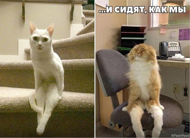 Некоторые доказательства того, что наши коты медленно превращаются в людей)