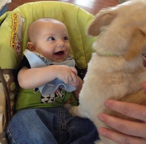 Реакция малышей на первое знакомство с собакой