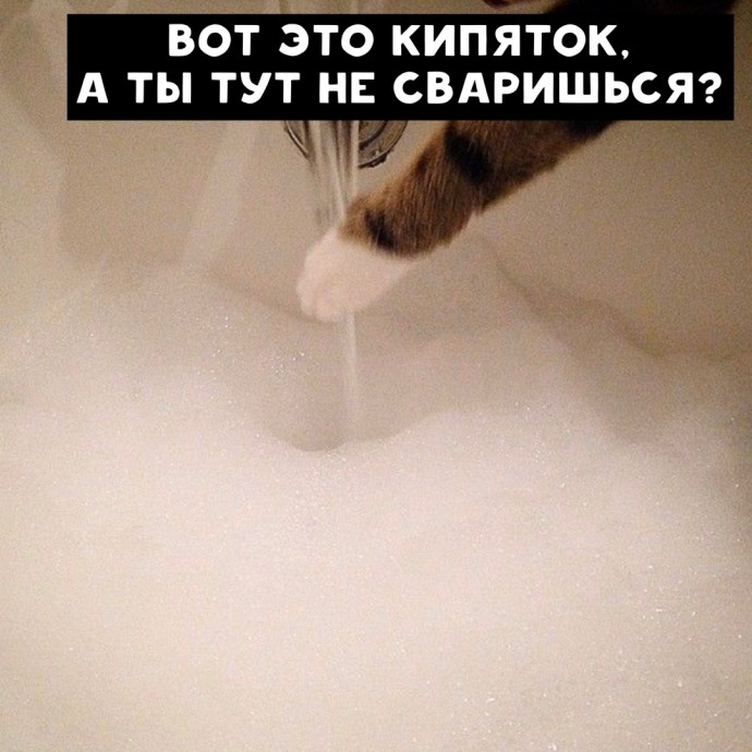 Жизнь с котом глазами котиста