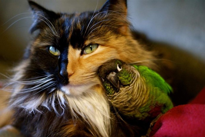 Даже кошки могут быть лучшими друзьями с птицами