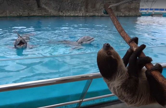 Дельфины пришли в восторг при виде ленивца