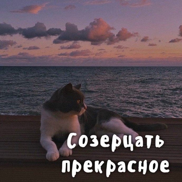 Котики умеют