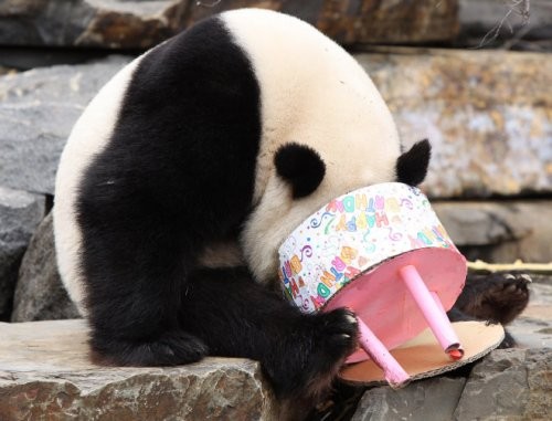 Забавные панды, празднующие день рождения