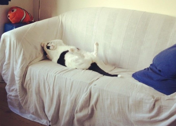 Главное в жизни кота - это отвоевать себе диван