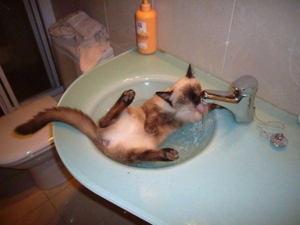 Когда помыть кота не становится проблемой