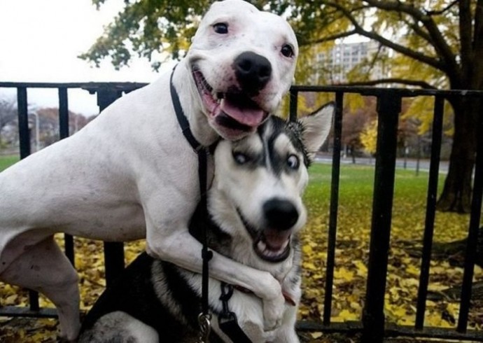 Позитивные собаки-обнимаки!)